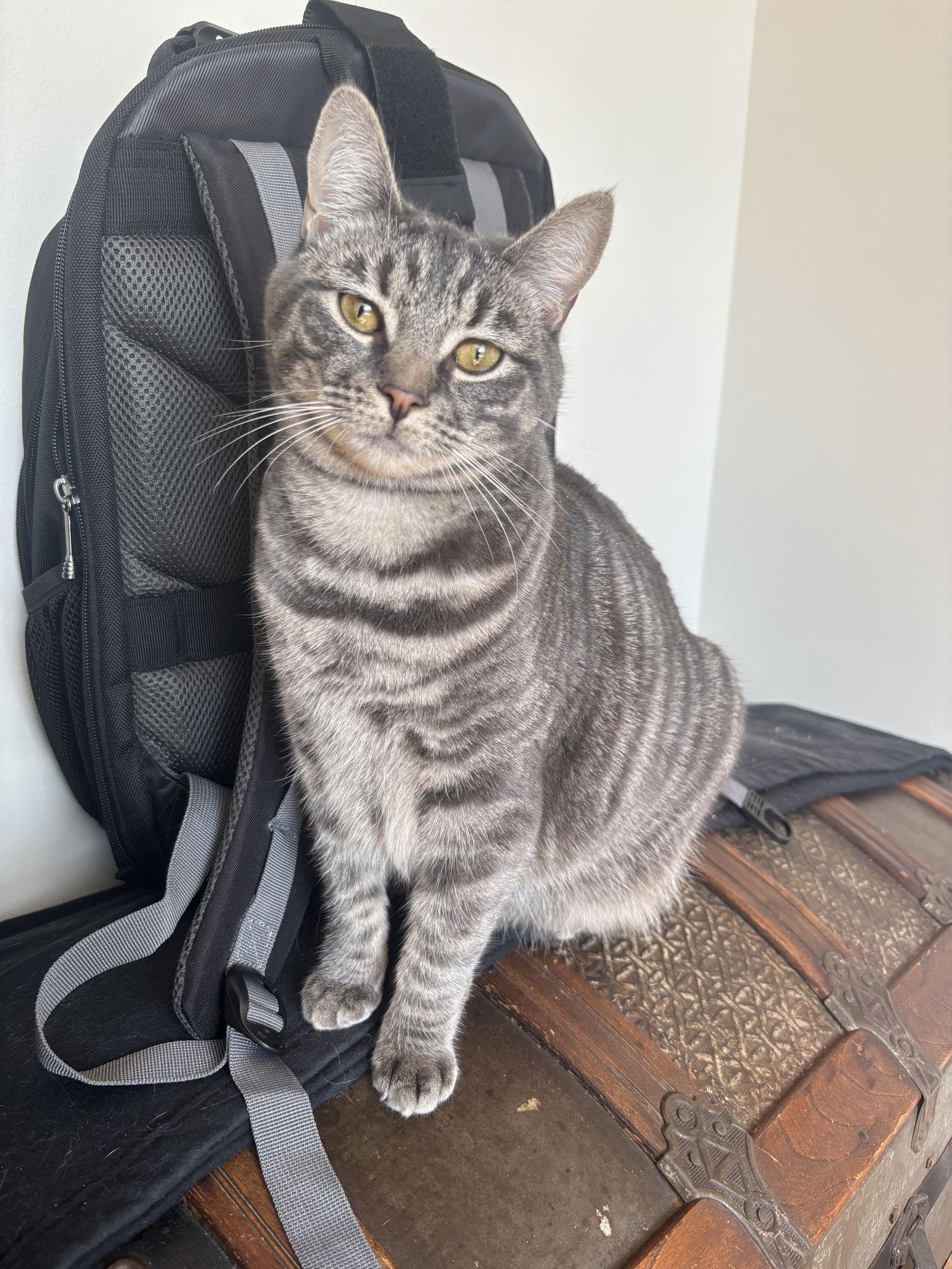 Enlarge Peaches, a Adoptable Domestic Short Hair in Broomall, PA image 1/3