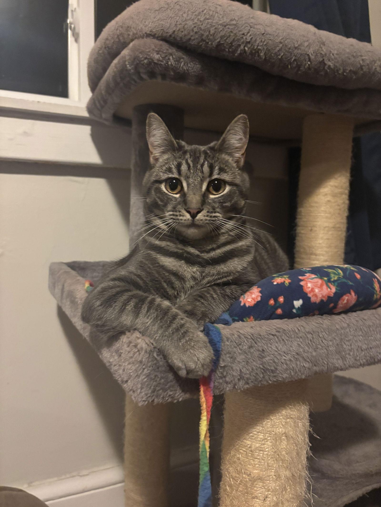 Enlarge Peaches, a Adoptable Domestic Short Hair in Broomall, PA image 2/3