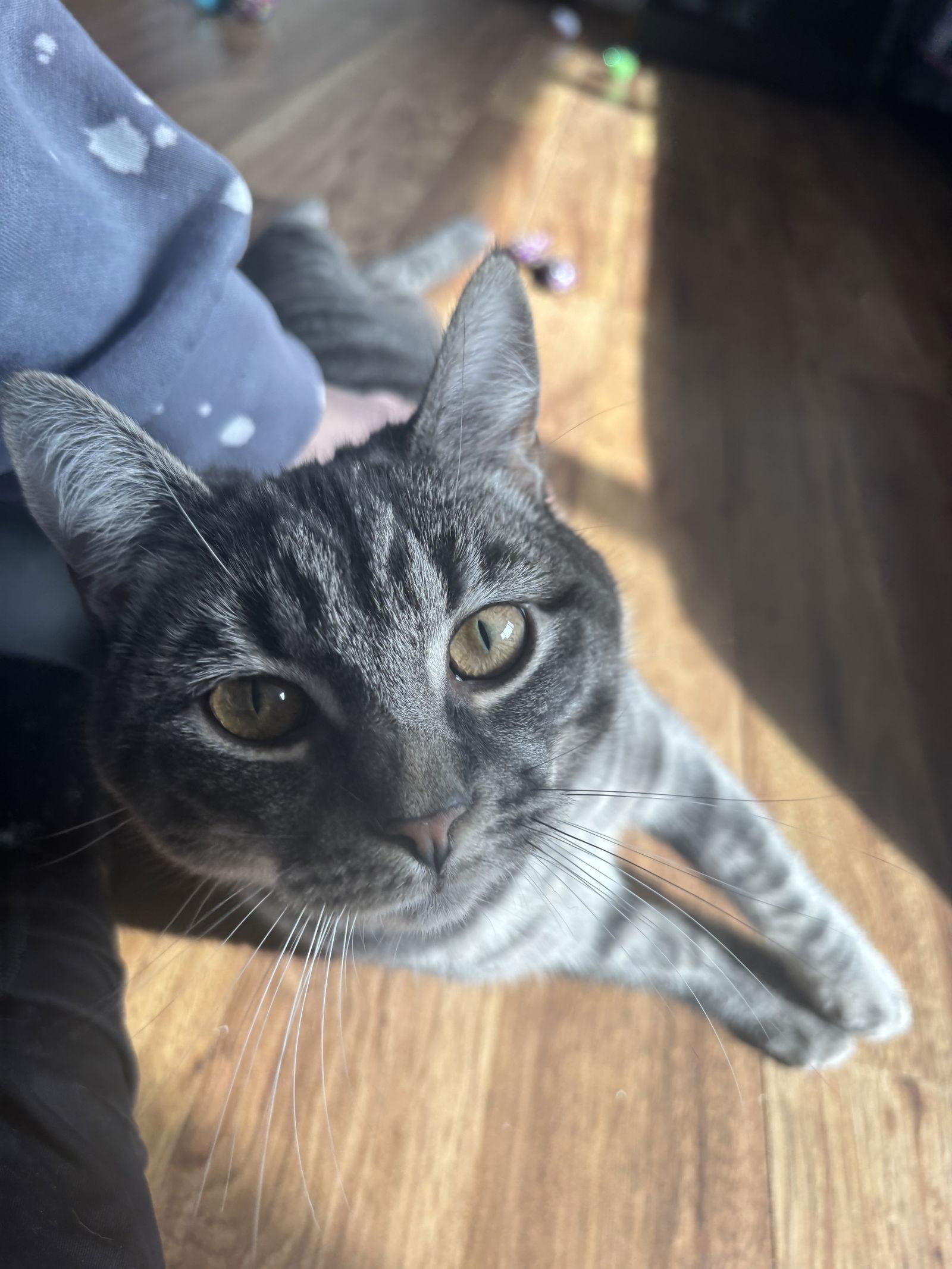 Enlarge Peaches, a Adoptable Domestic Short Hair in Broomall, PA image 3/3