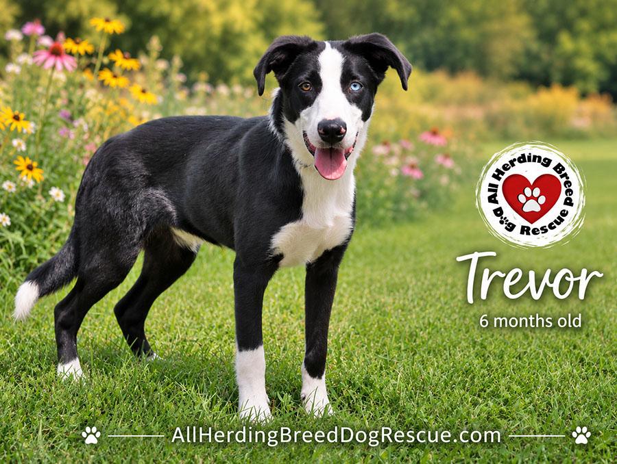 Enlarge Trevor, an adopted Border Collie in Joliet, IL image 4/4