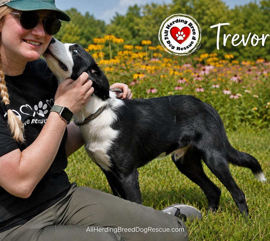 Enlarge Trevor, an adopted Border Collie in Joliet, IL image 3/4