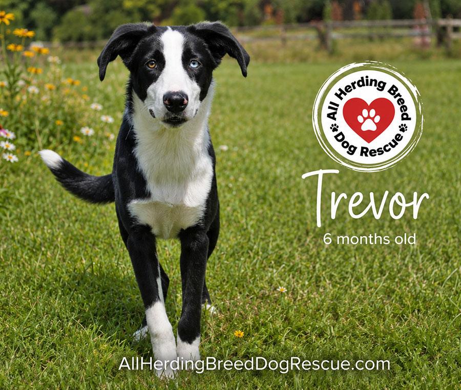 Enlarge Trevor, an adopted Border Collie in Joliet, IL image 2/4
