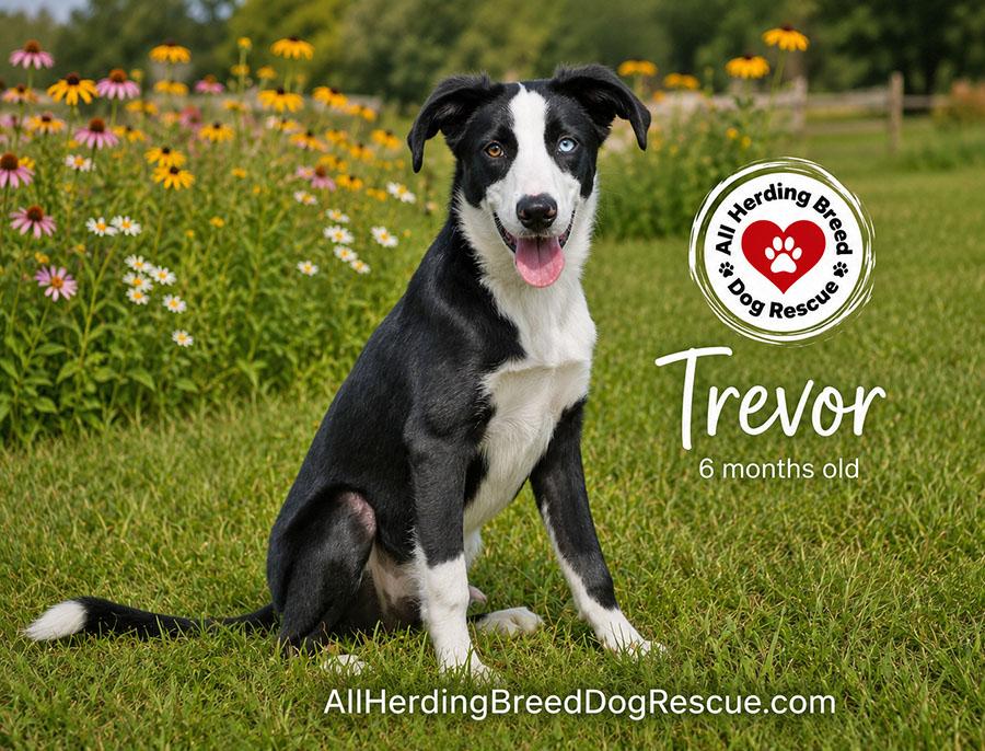 Trevor, adopted, Puppy Male Border Collie.