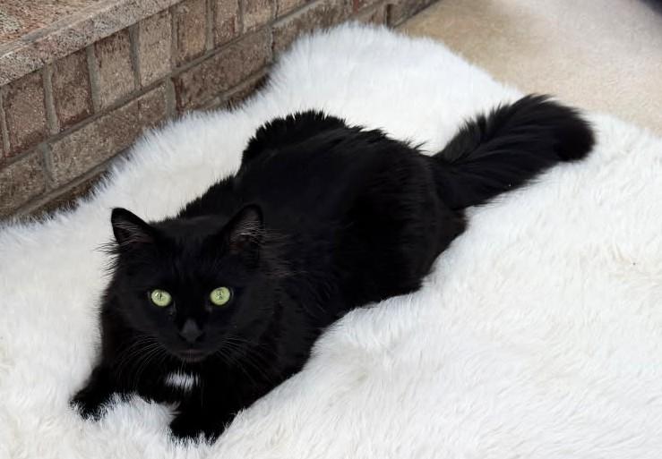 Enlarge Peppercini (Maine Coon), a ADOPTABLE mixed breed in Ypsilanti, MI image 4/5