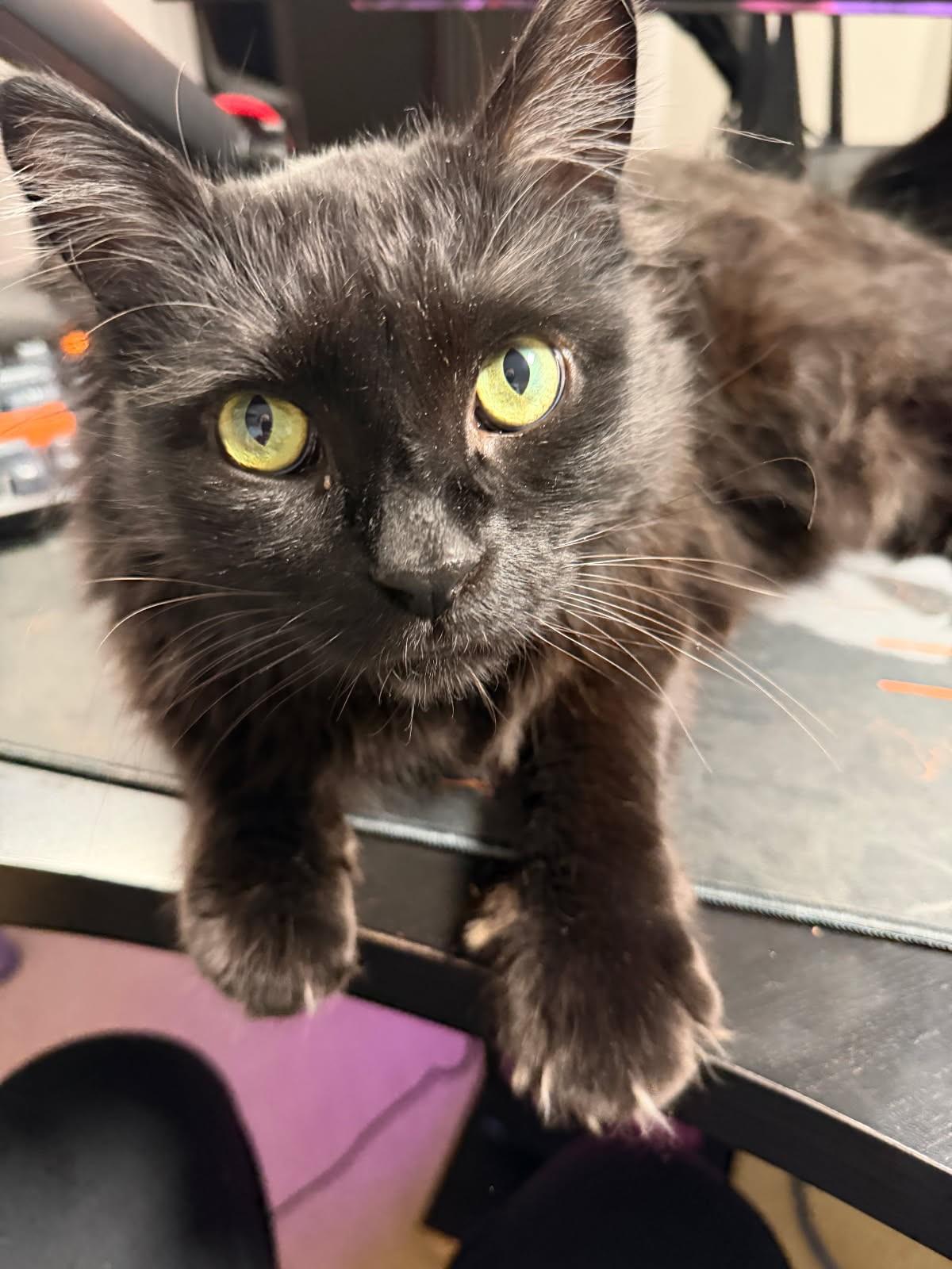 Enlarge Peppercini (Maine Coon), a ADOPTABLE mixed breed in Ypsilanti, MI image 2/5