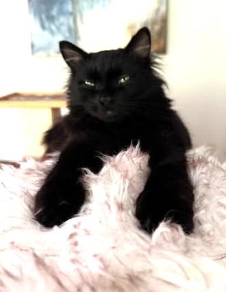 Peppercini (Maine Coon), ADOPTABLE, Adult Male Maine Coon.