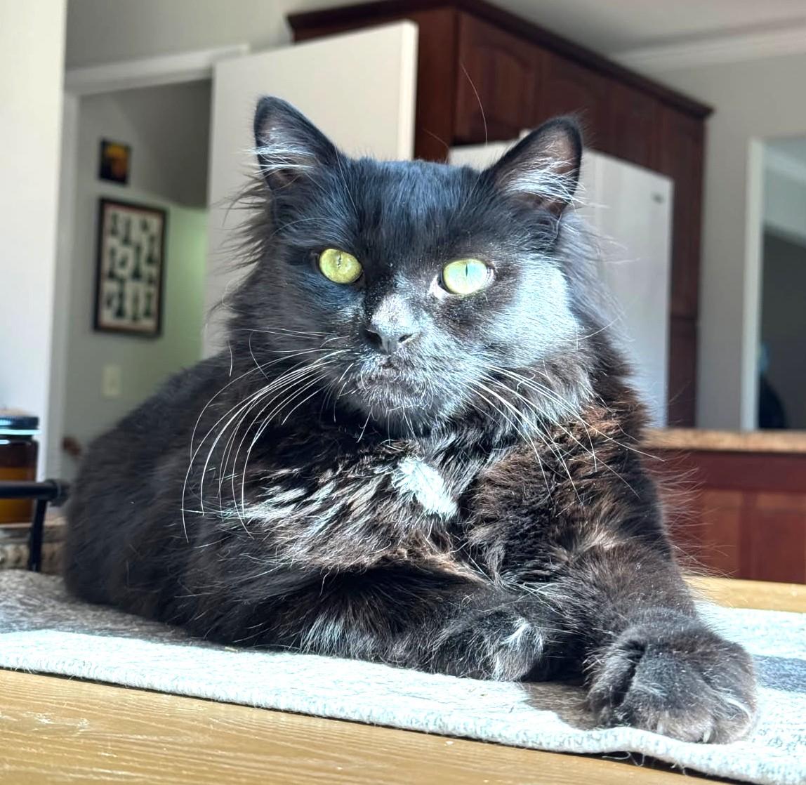 Enlarge Peppercini (Maine Coon), a ADOPTABLE mixed breed in Ypsilanti, MI image 3/5