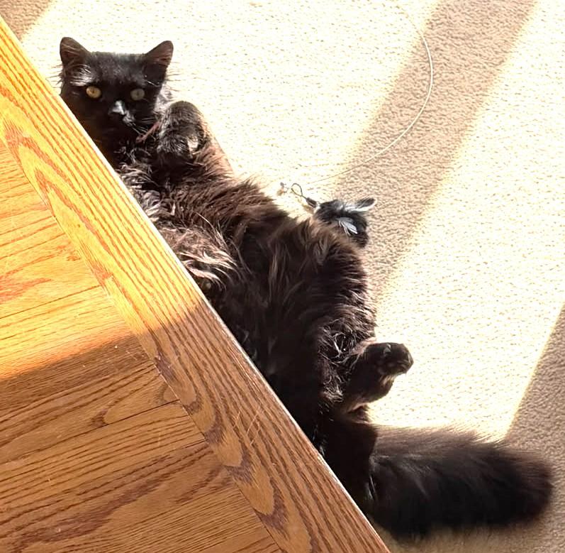 Enlarge Peppercini (Maine Coon), a ADOPTABLE mixed breed in Ypsilanti, MI image 5/5