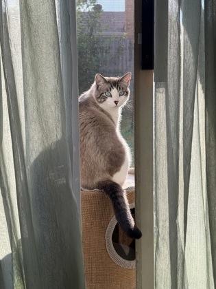 Kovu 48566