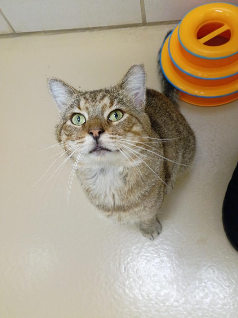 Draco Meowfoy, Adoptable, Young Male Domestic Short Hair.