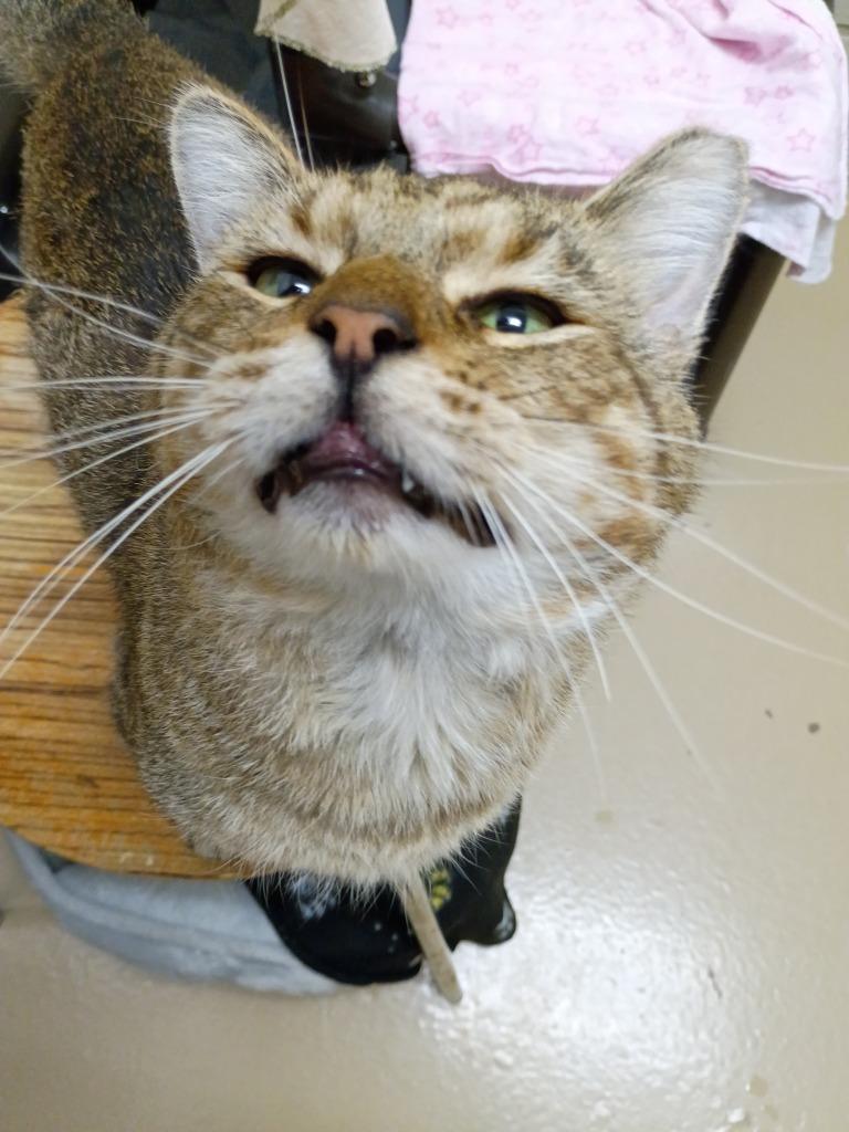 Enlarge Draco Meowfoy, a Adoptable mixed breed in Hamilton, OH image 2/2