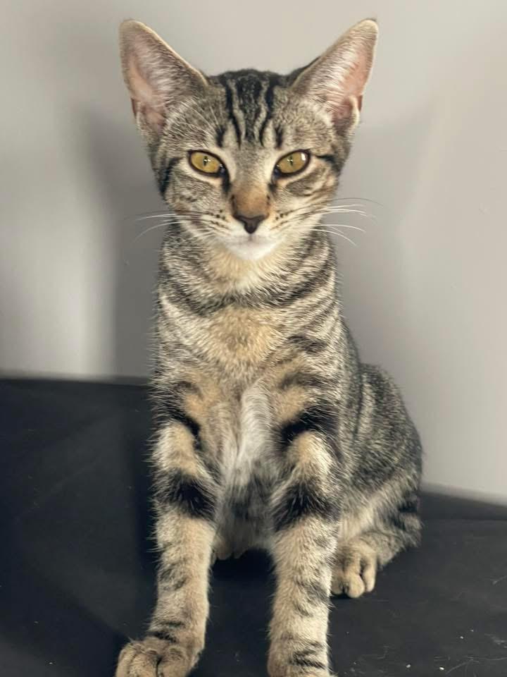 Nala