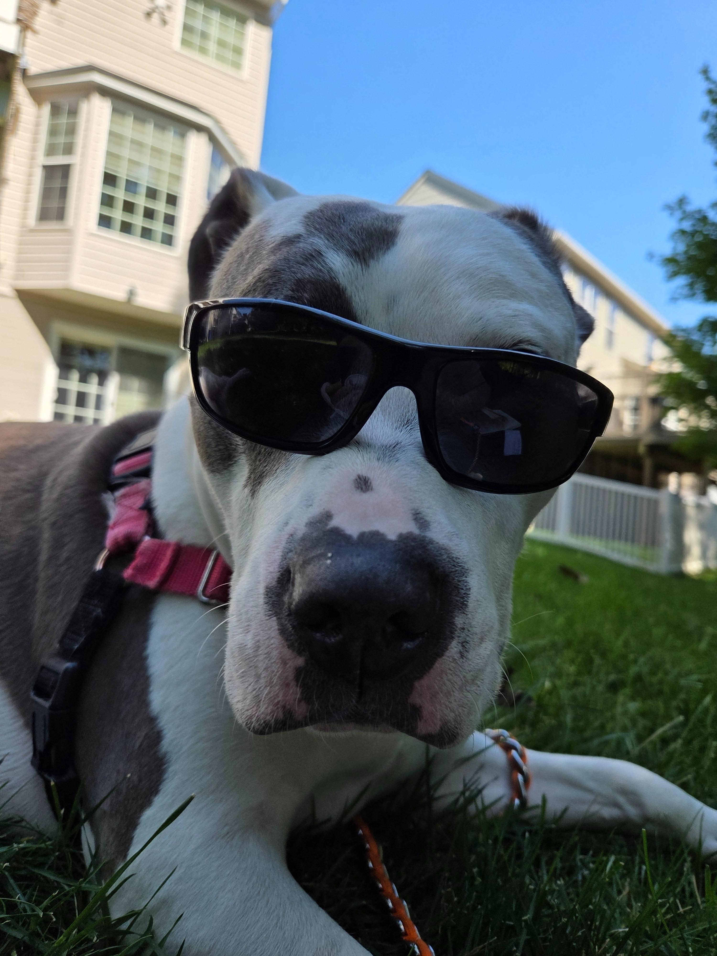 Enlarge Quinnly, a Adoptable Pit Bull Terrier in Reisterstown, MD image 1/5