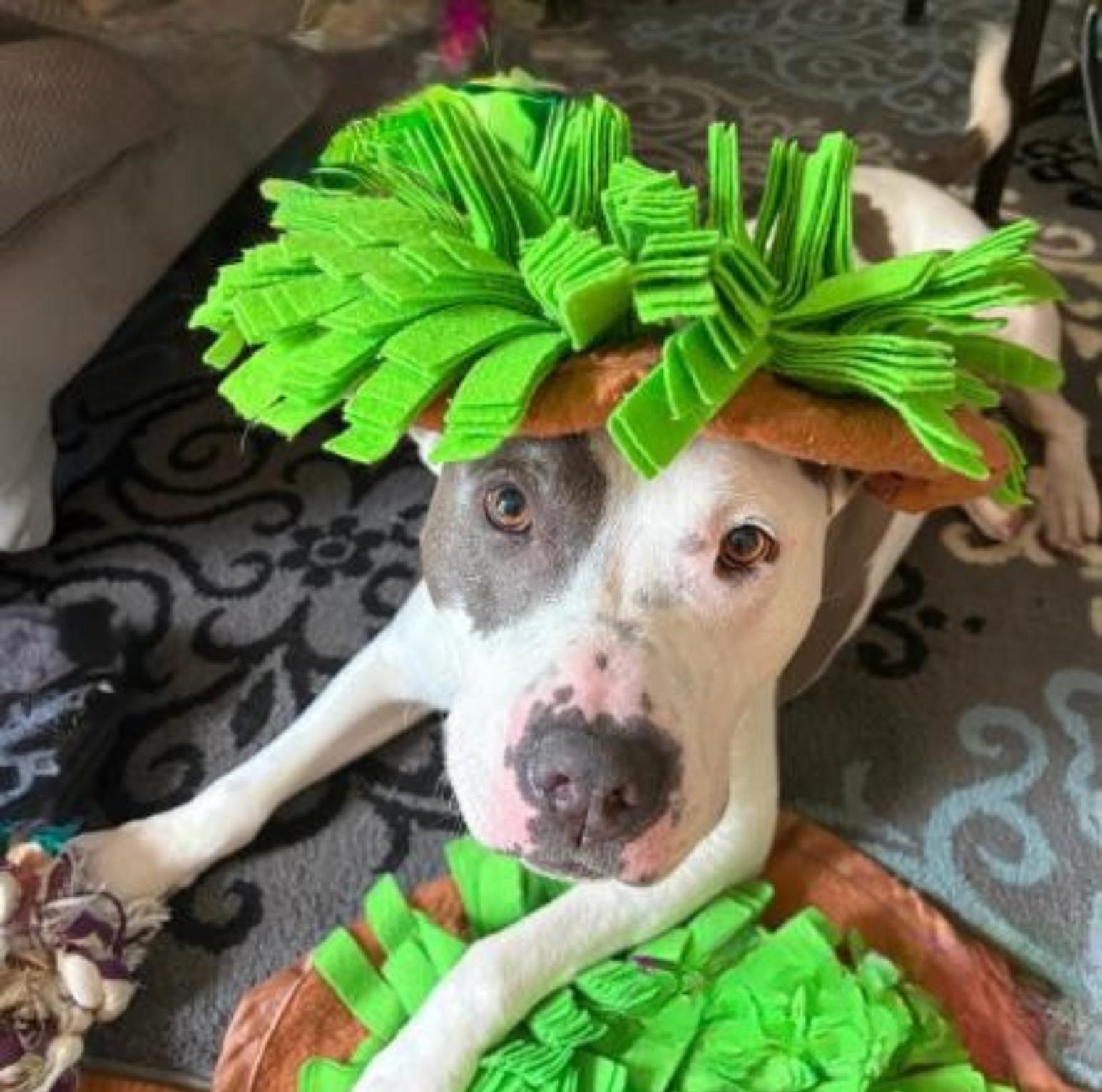 Enlarge Quinnly, a Adoptable Pit Bull Terrier in Reisterstown, MD image 4/5