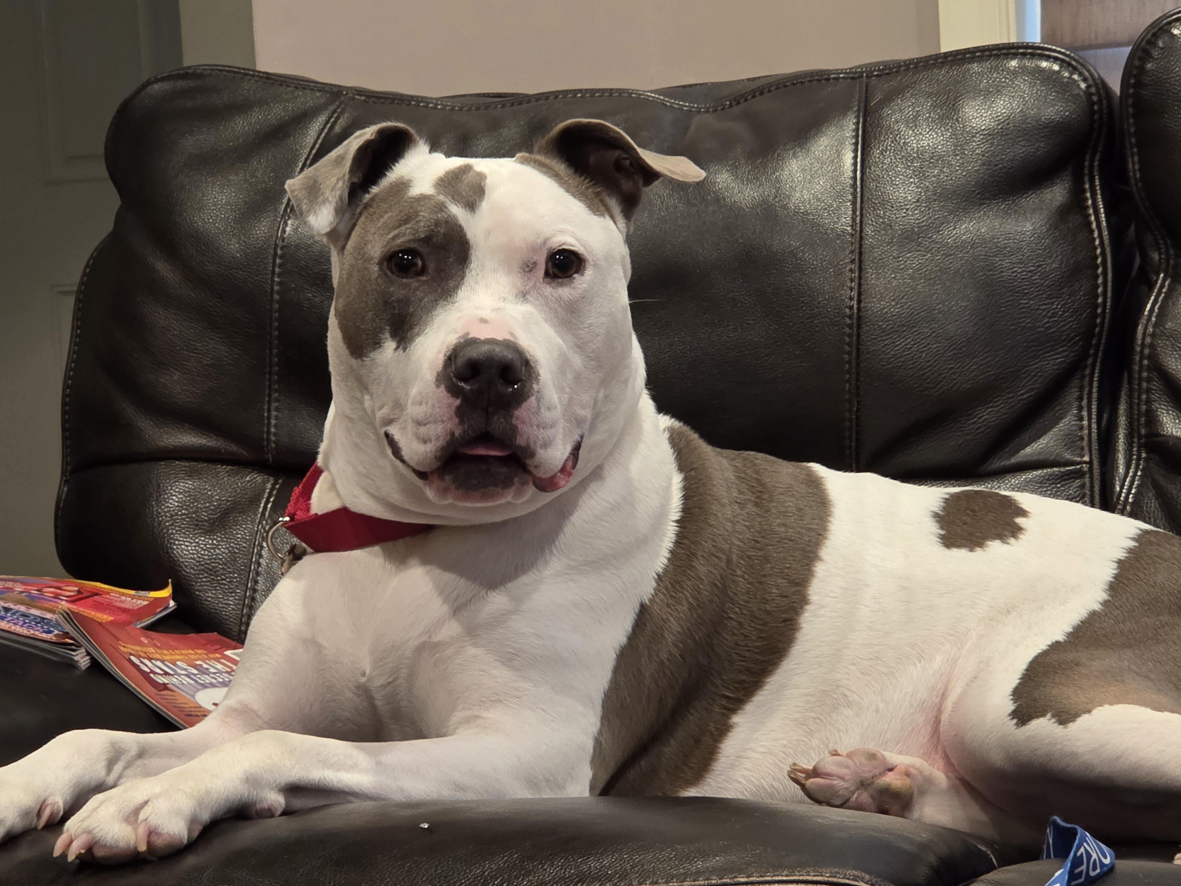 Enlarge Quinnly, a Adoptable Pit Bull Terrier in Reisterstown, MD image 3/5