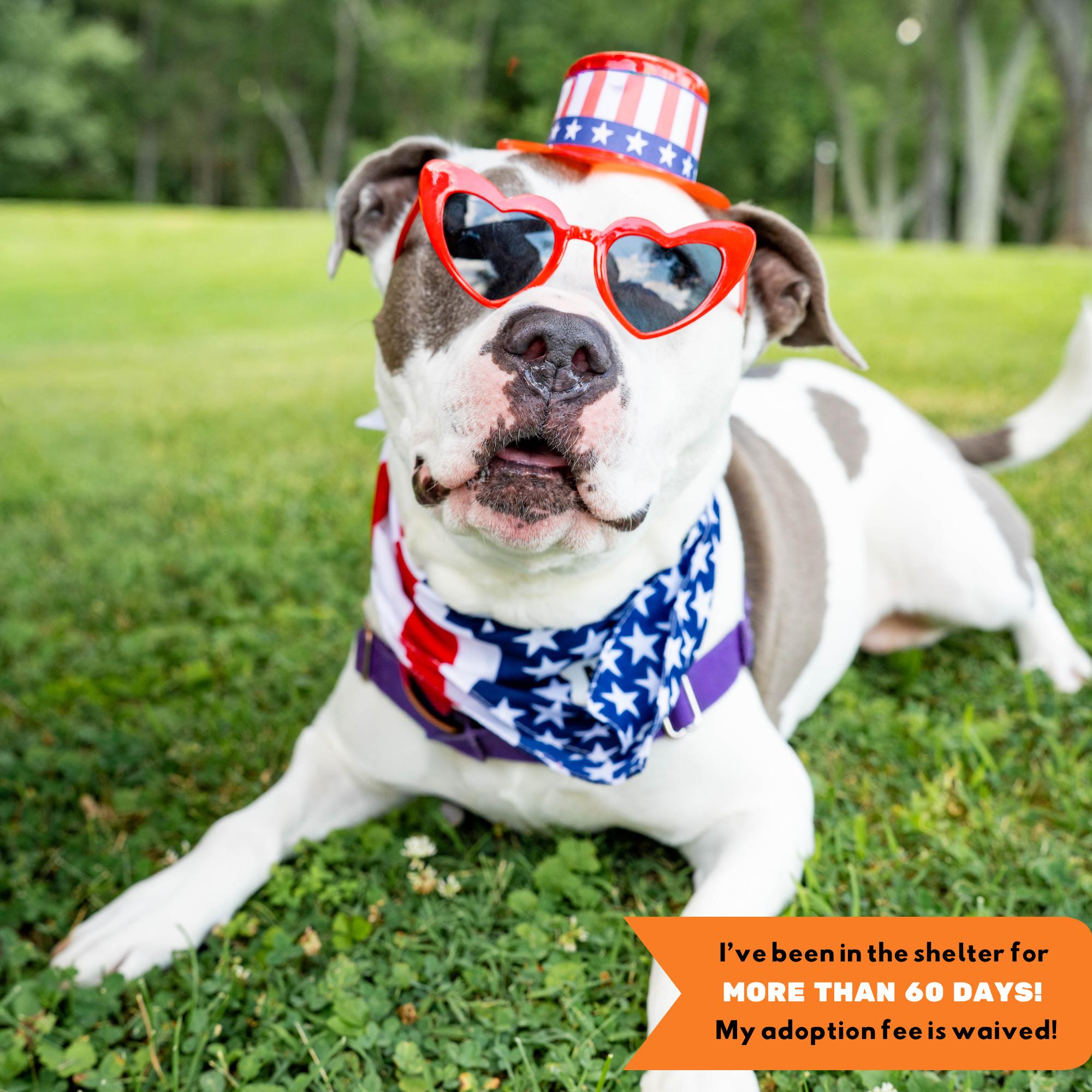 Quinnly, Adoptable, Senior Female Pit Bull Terrier.