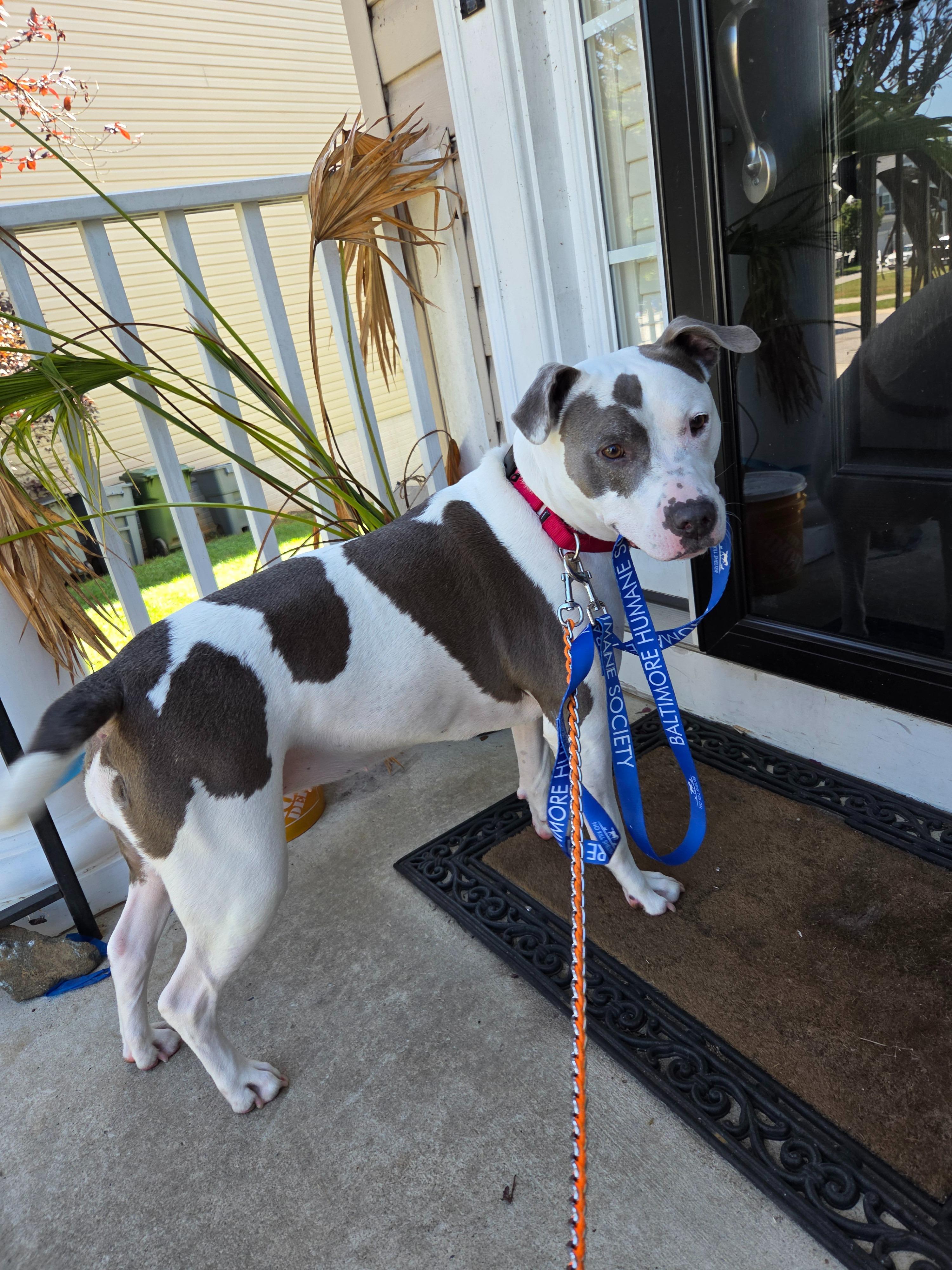 Enlarge Quinnly, a Adoptable Pit Bull Terrier in Reisterstown, MD image 5/5