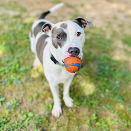 Enlarge Quinnly, a Adoptable Pit Bull Terrier in Reisterstown, MD image 2/5