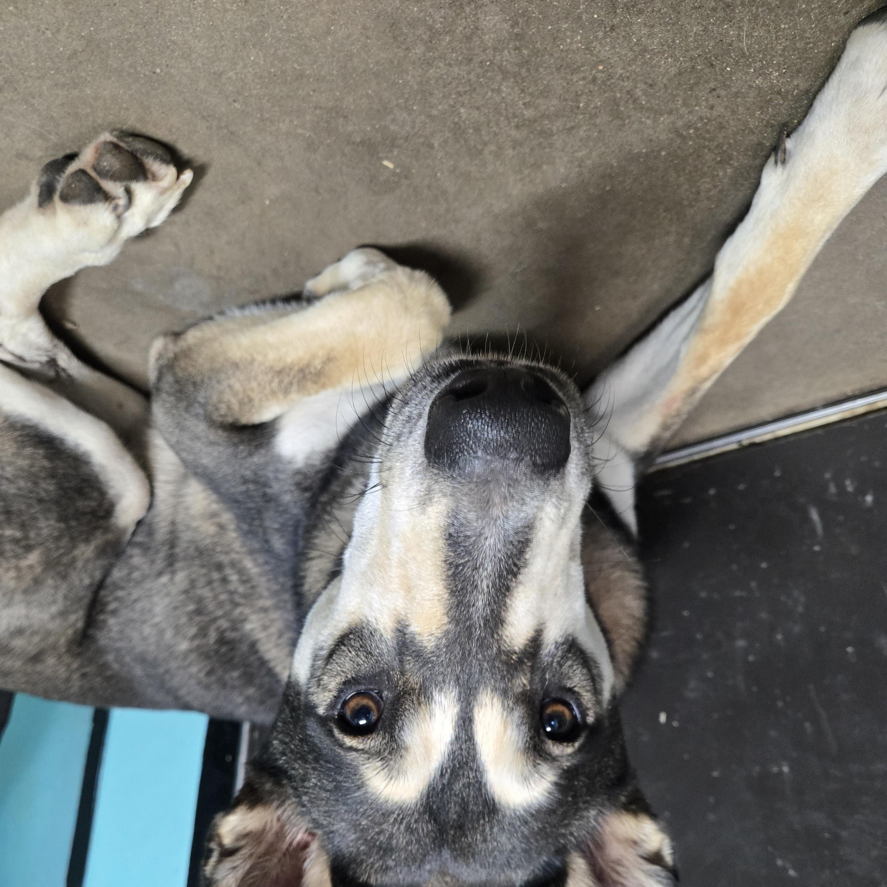 Enlarge Maxwell, a Adoptable mixed breed in Graham, TX image 2/2