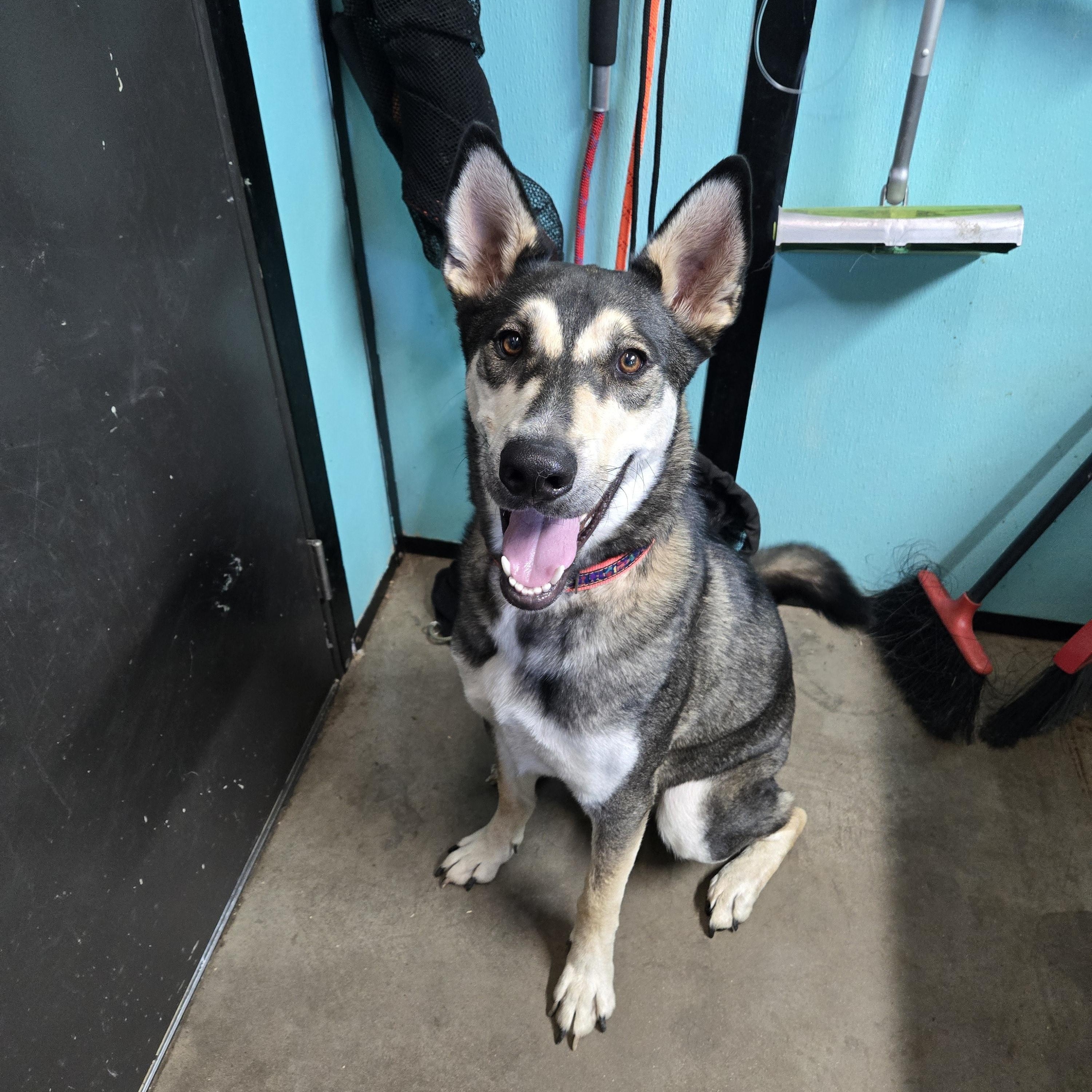 Maxwell, Adoptable, Adult Male Siberian Husky & German Shepherd Dog.
