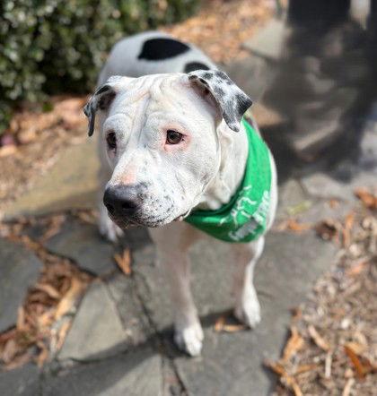 Enlarge Lotti, a Adoptable Pit Bull Terrier in Midland, VA image 1/1