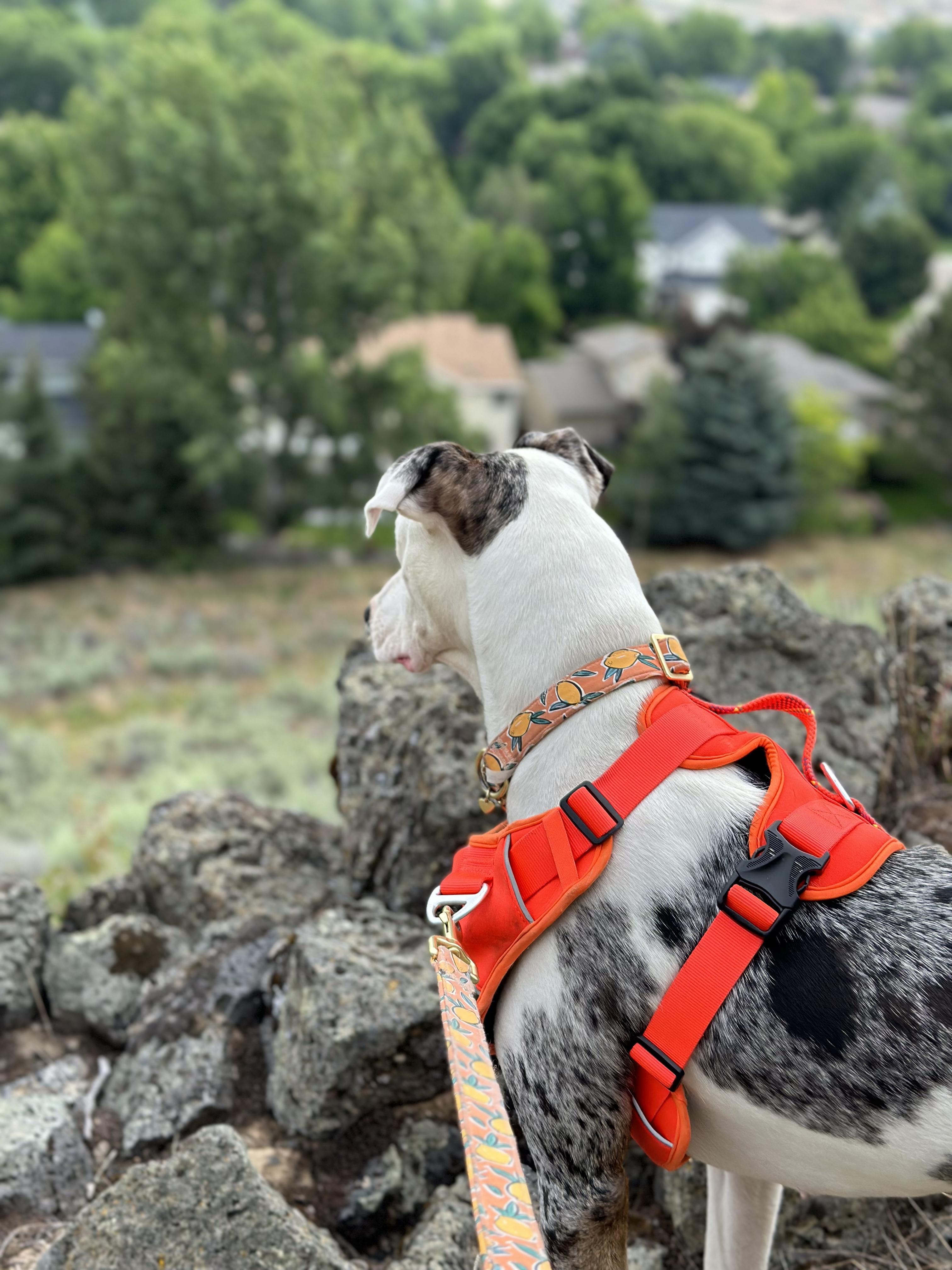 Enlarge Penny, an adopted Catahoula Leopard Dog in Boise, ID image 4/5