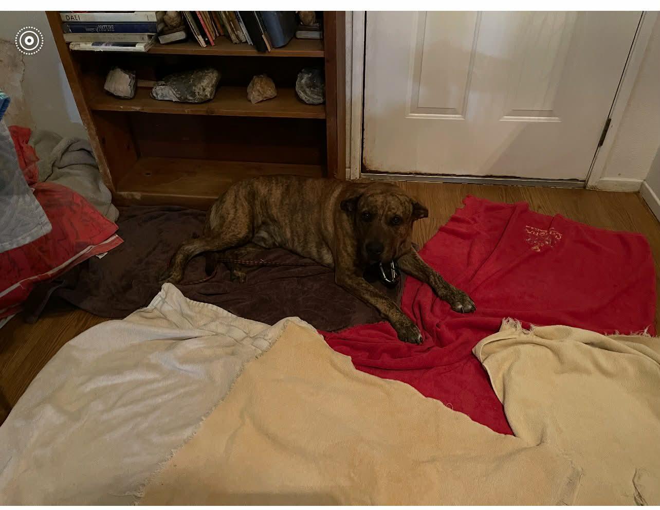 Hank, adopted, Adult Male Mastiff.