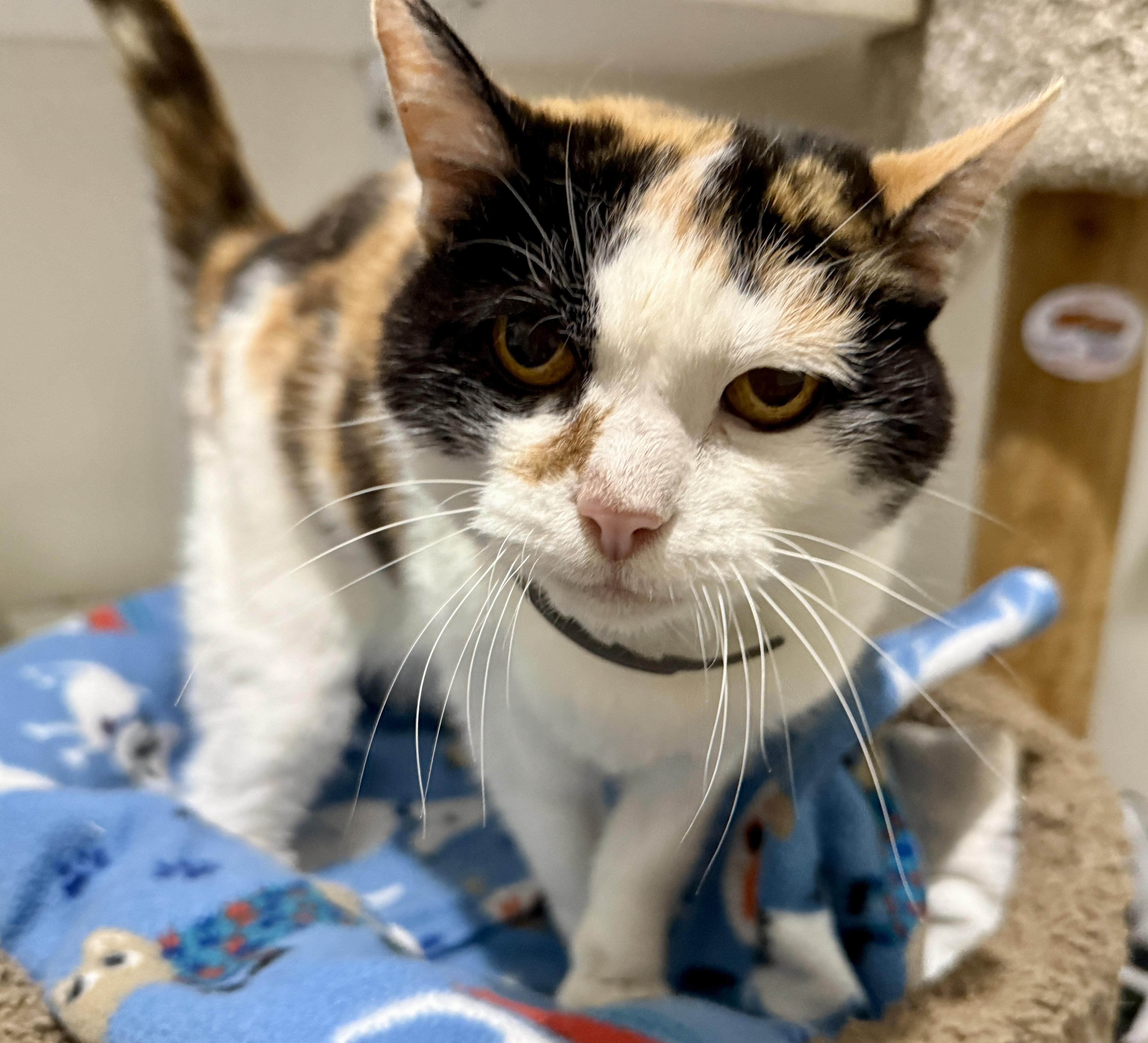 Enlarge Mags, a Adoptable Domestic Short Hair in Ashland, OH image 4/6