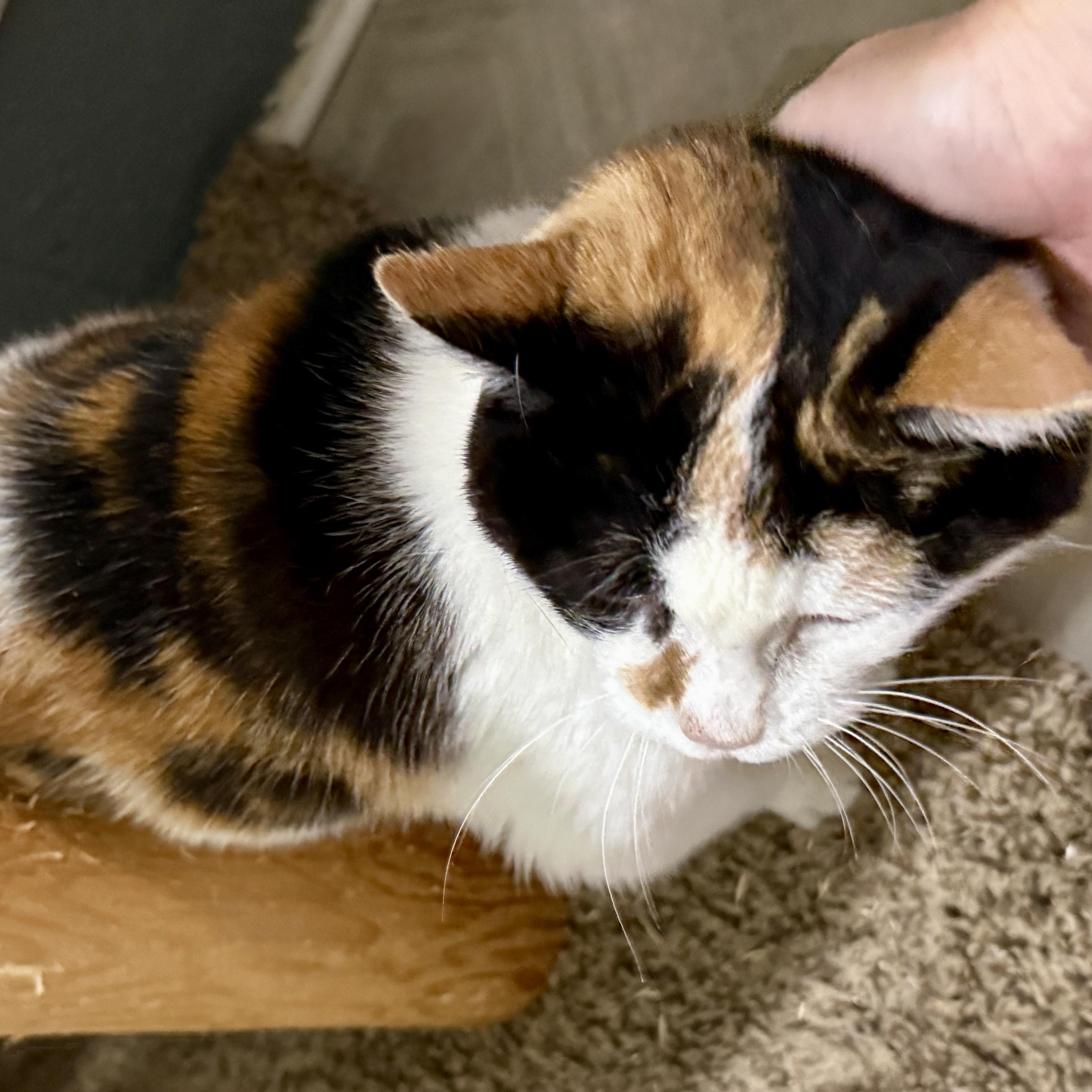 Enlarge Mags, a Adoptable Domestic Short Hair in Ashland, OH image 3/6