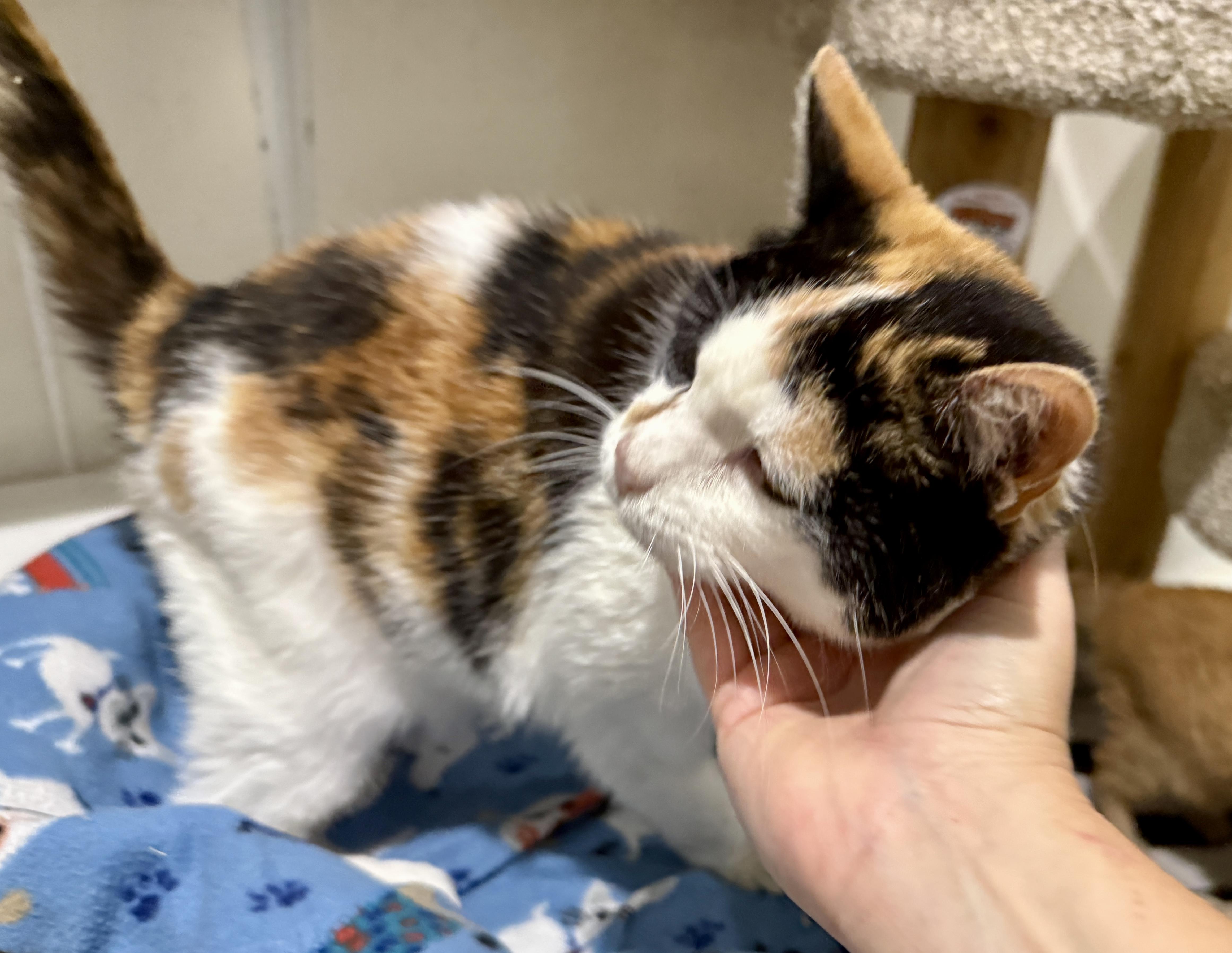 Enlarge Mags, a Adoptable Domestic Short Hair in Ashland, OH image 1/6