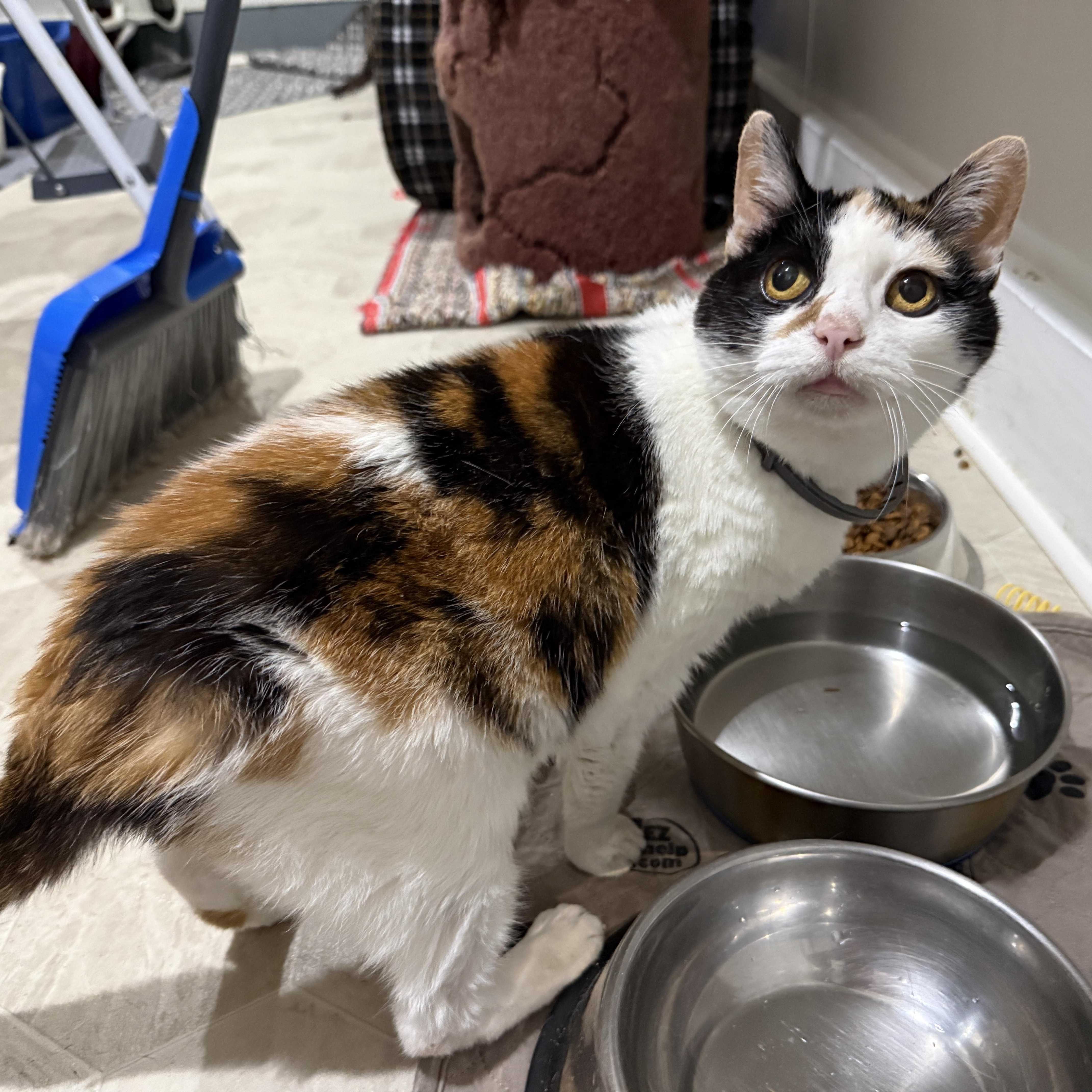 Enlarge Mags, a Adoptable Domestic Short Hair in Ashland, OH image 5/6