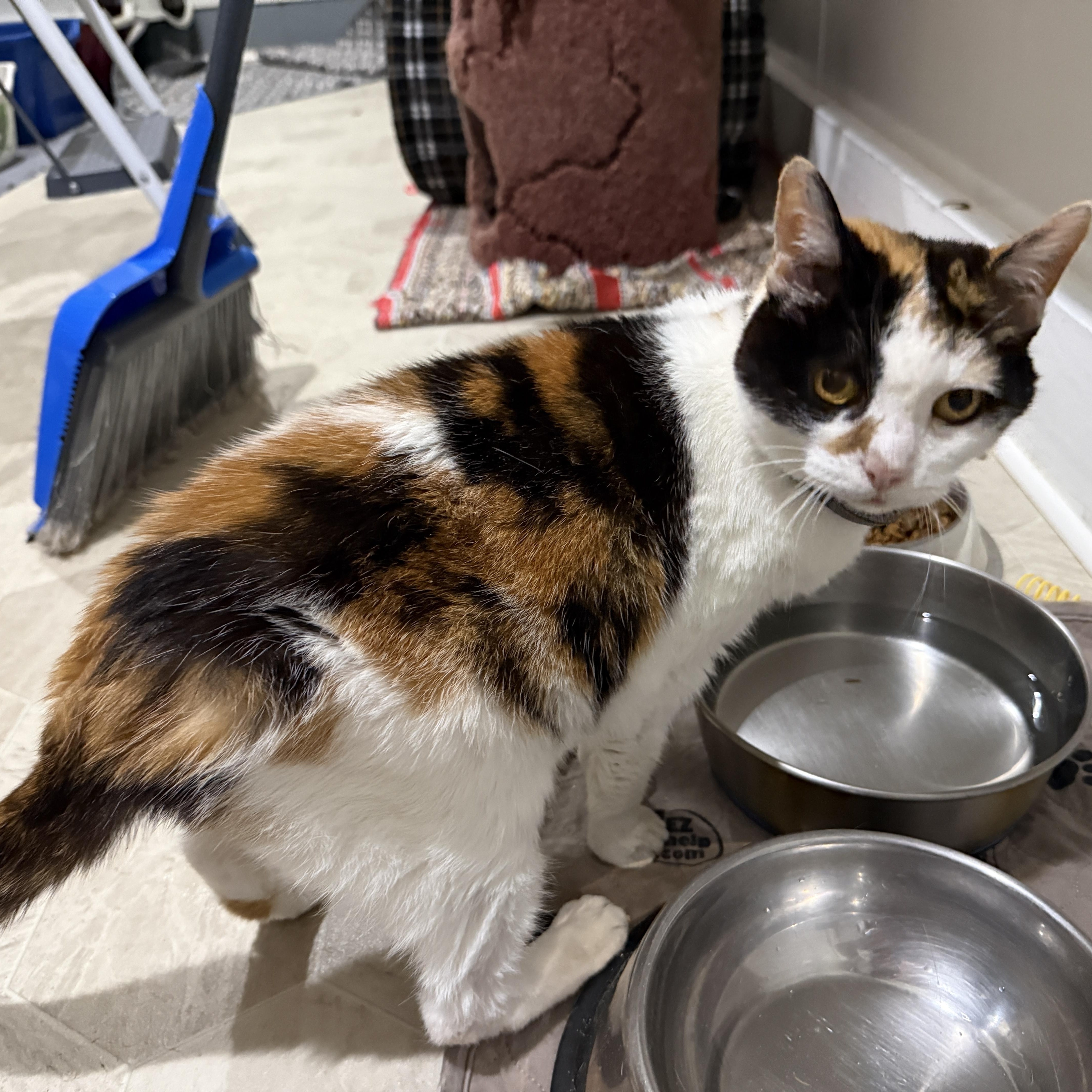 Enlarge Mags, a Adoptable Domestic Short Hair in Ashland, OH image 2/6