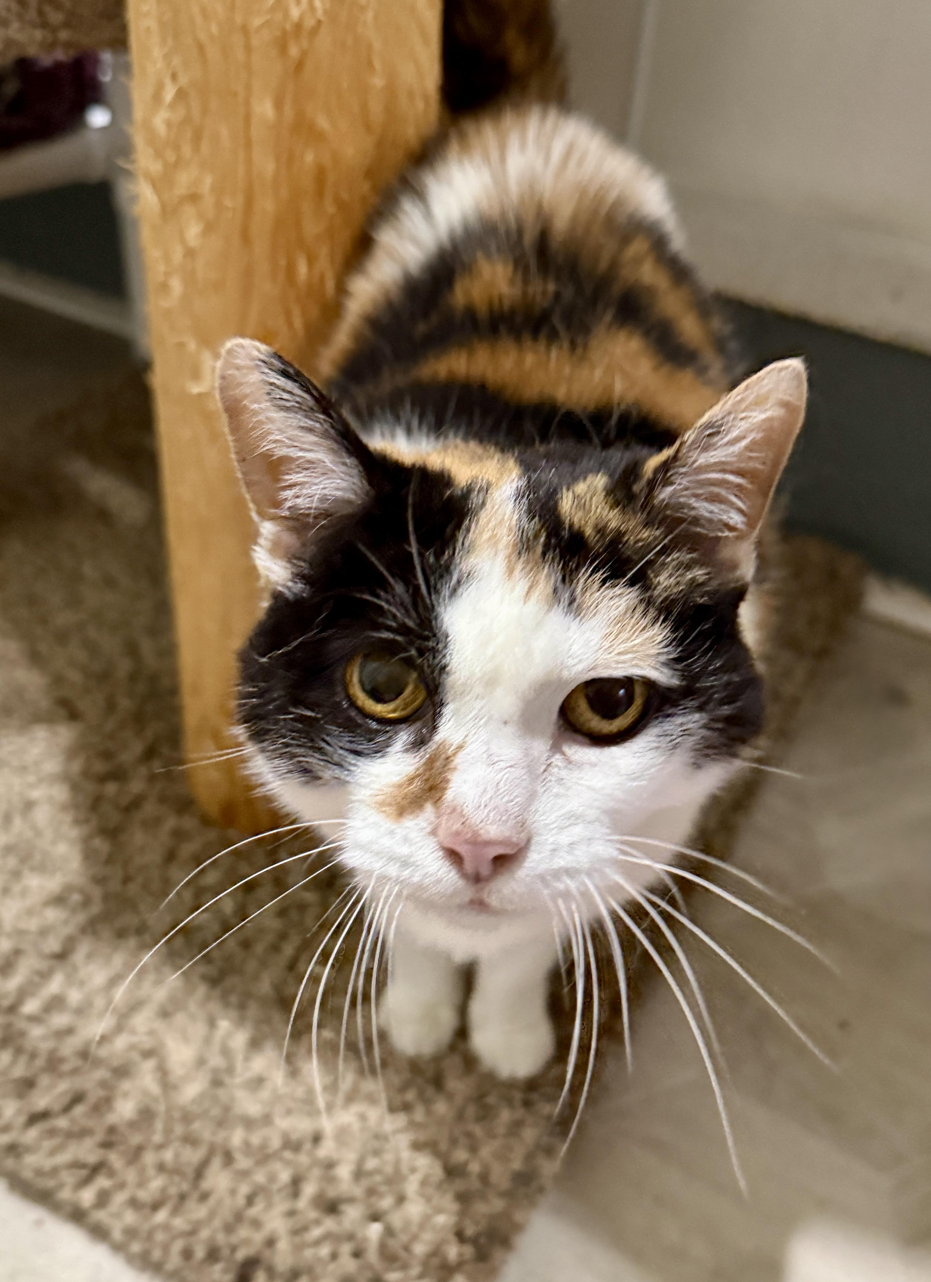 Enlarge Mags, a Adoptable Domestic Short Hair in Ashland, OH image 6/6
