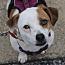 Butch Cassidy, Adoptable, Young Male Beagle.