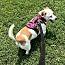 Enlarge Butch Cassidy, a Adoptable mixed breed in Stuarts Draft, VA image 2/2