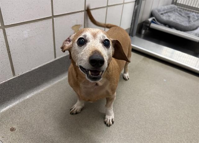 BOY DOG, Adoptable, Senior Male Dachshund.