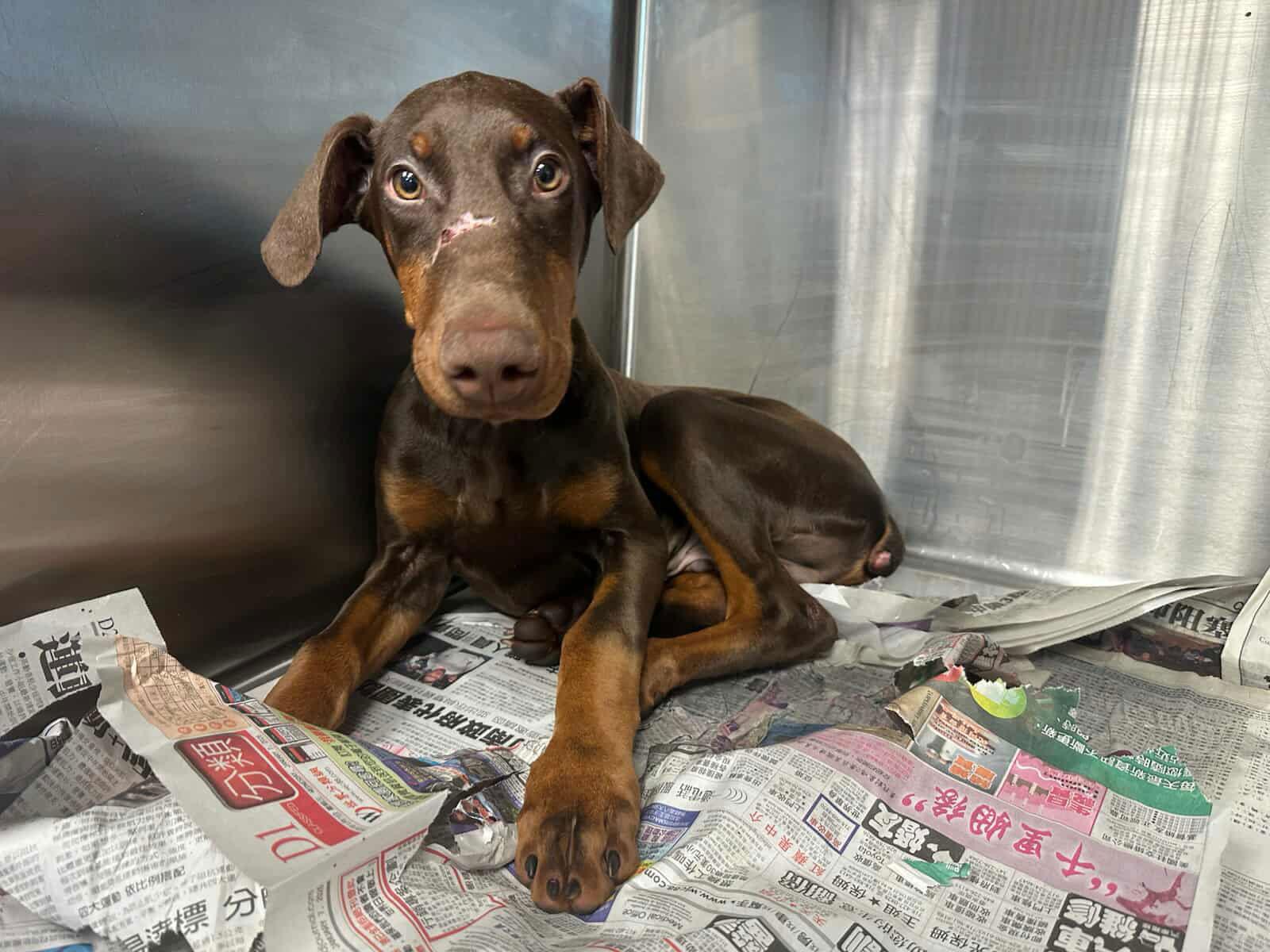 Cupid, Benito, Adopted, Young Male Doberman Pinscher.