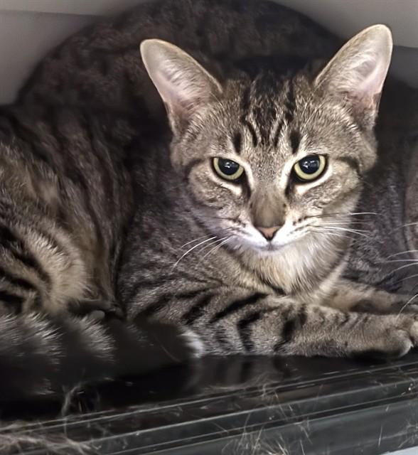 AMBER, Adoptable, Young Female Domestic Short Hair.