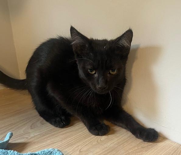 Cling, Adopted, Kitten Female Domestic Short Hair.