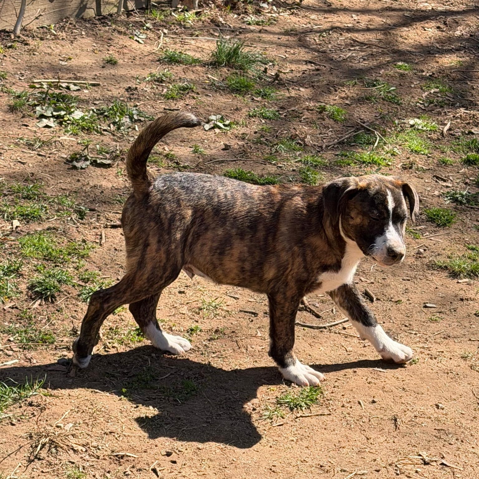 Enlarge Corey, a Adoptable mixed breed in Paramus, NJ image 3/6