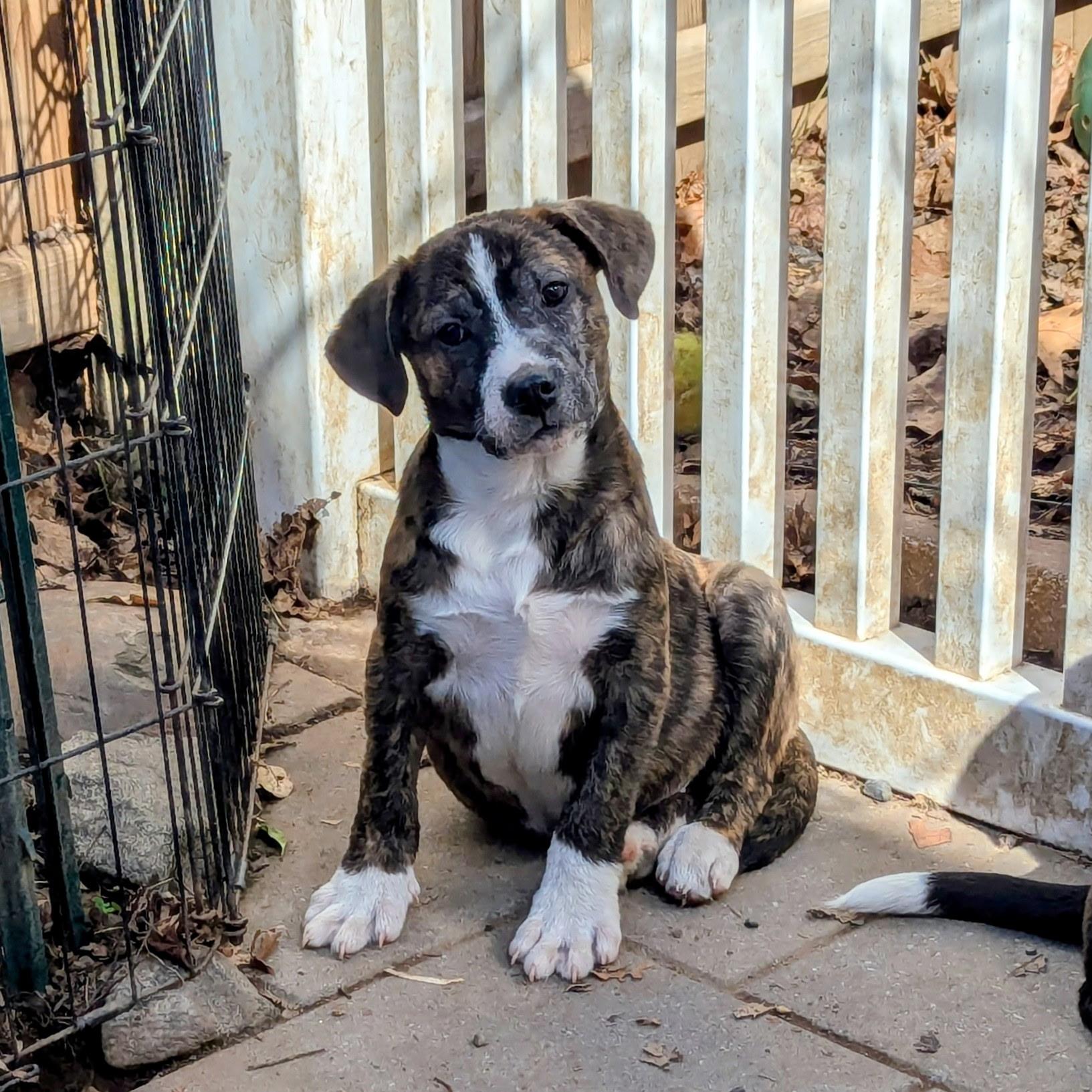 Enlarge Corey, a Adoptable mixed breed in Paramus, NJ image 5/6
