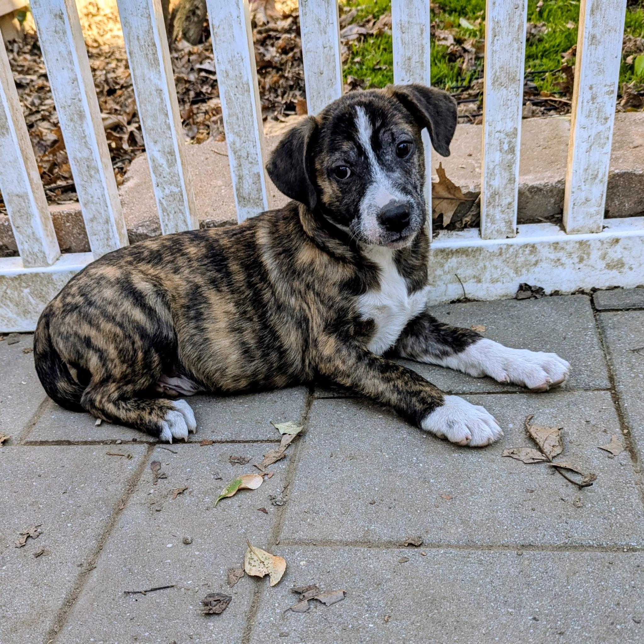 Enlarge Corey, a Adoptable mixed breed in Paramus, NJ image 4/6