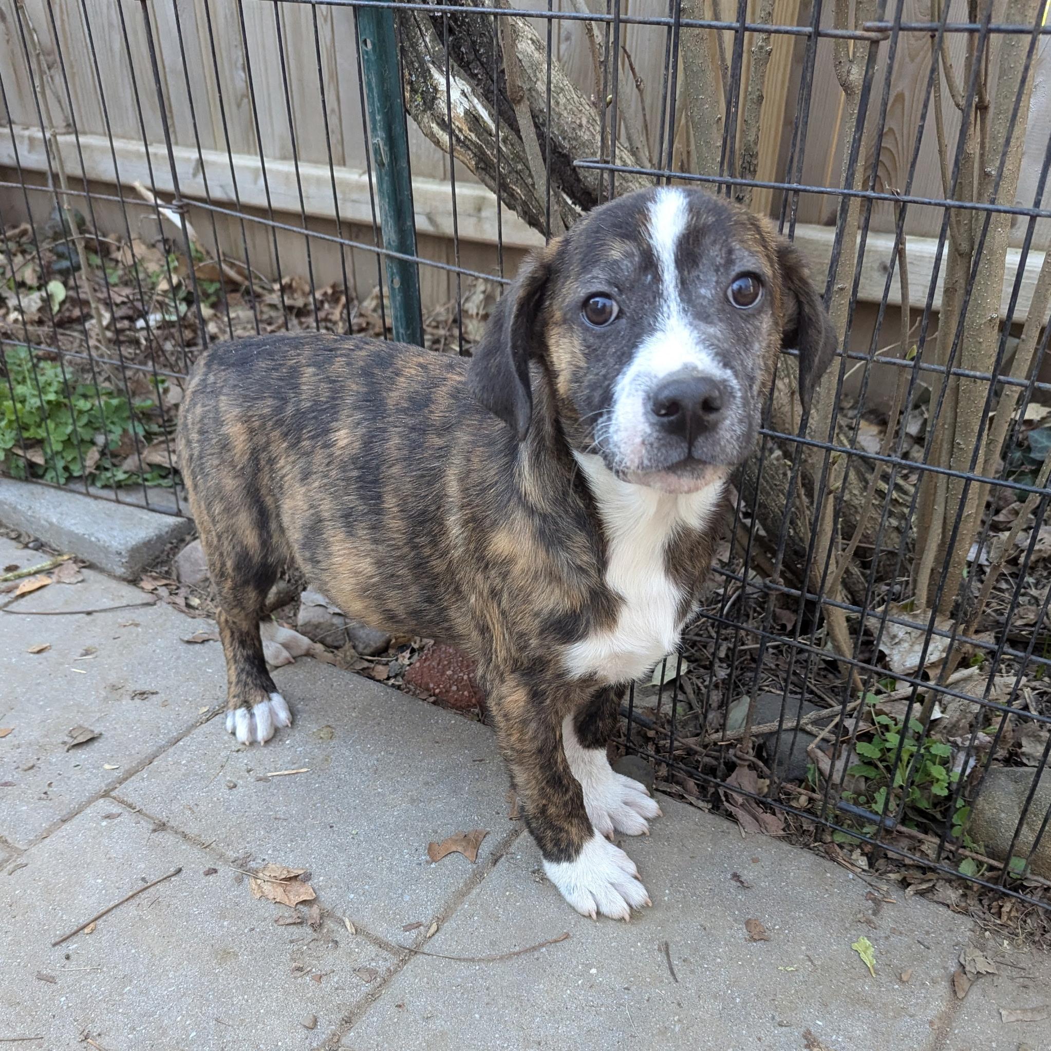 Enlarge Corey, a Adoptable mixed breed in Paramus, NJ image 1/6