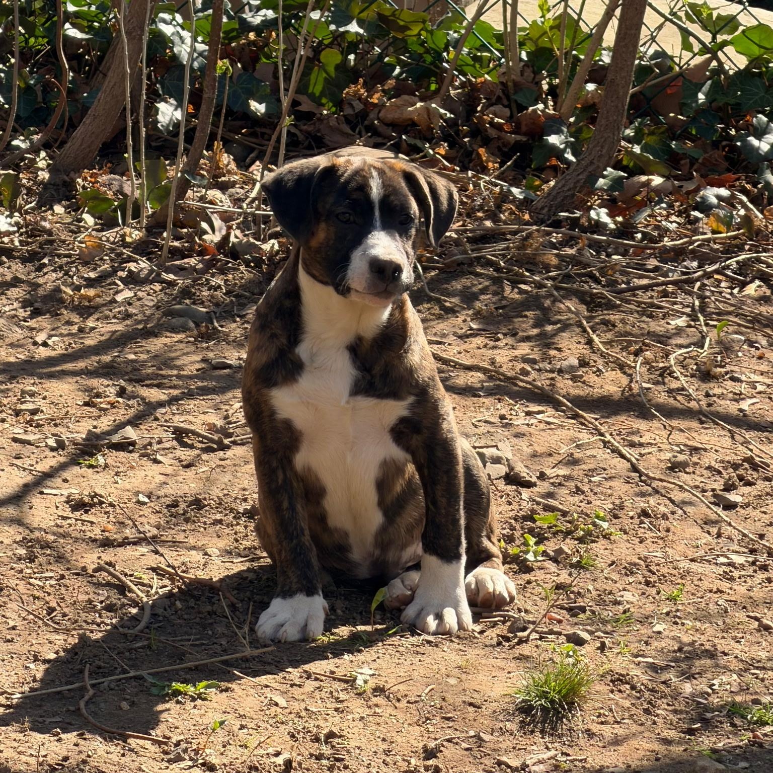 Enlarge Corey, a Adoptable mixed breed in Paramus, NJ image 2/6