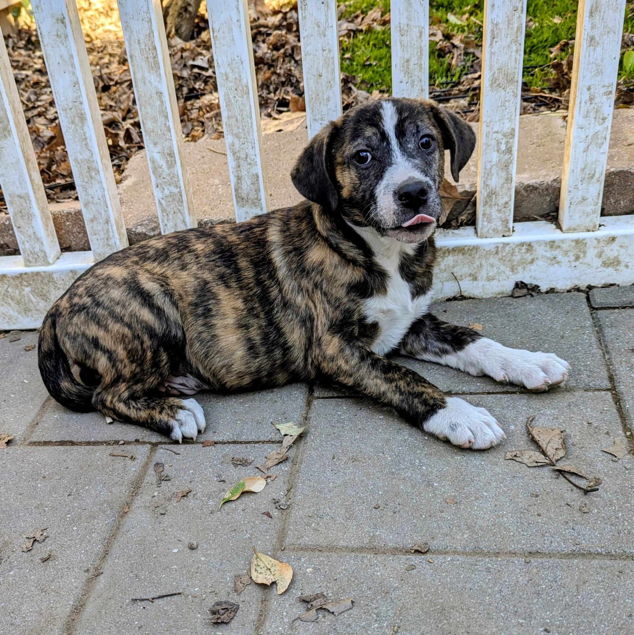Enlarge Corey, a Adoptable mixed breed in Paramus, NJ image 6/6