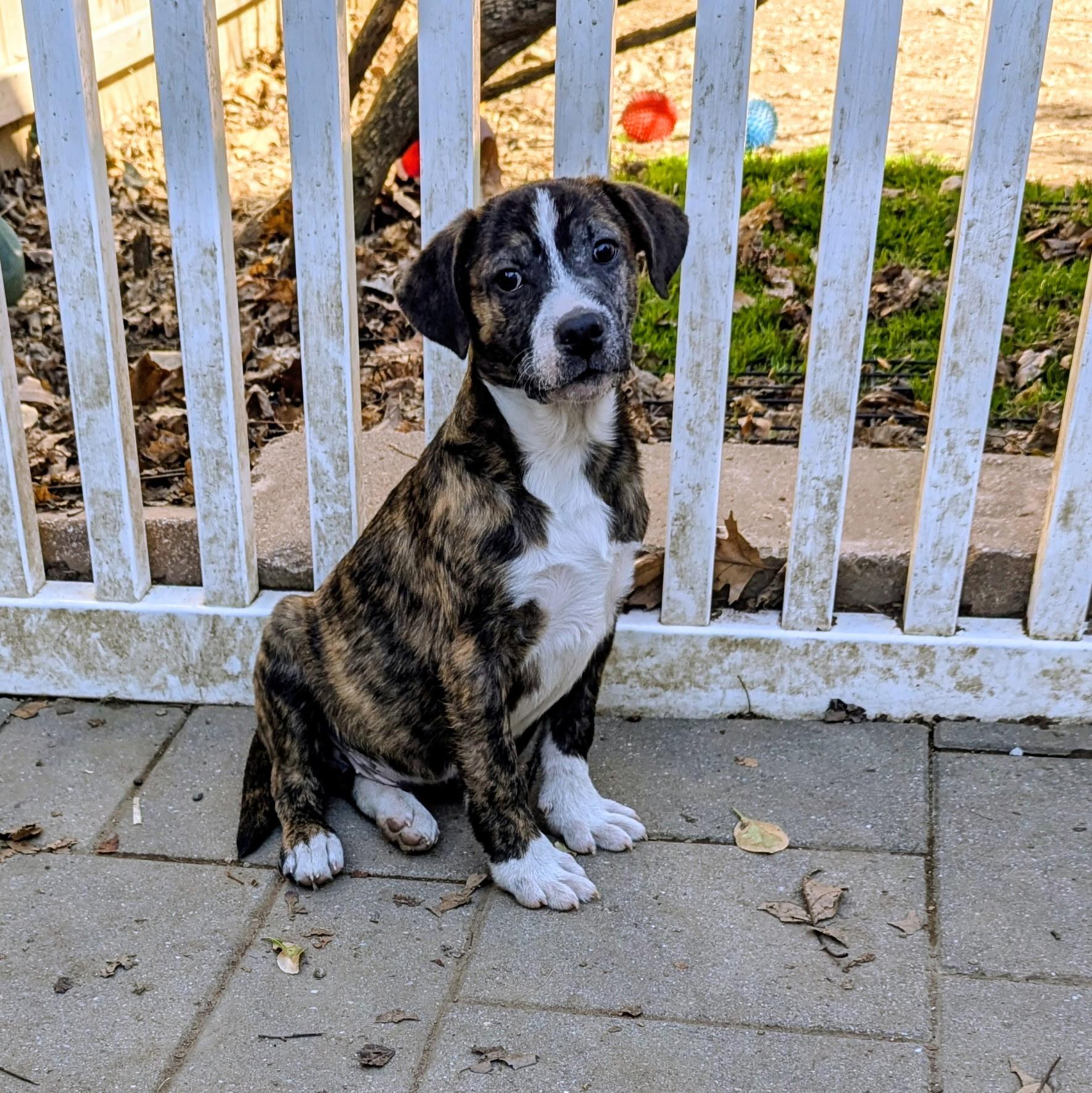 Enlarge Corey, a Adoptable mixed breed in Paramus, NJ image 3/6