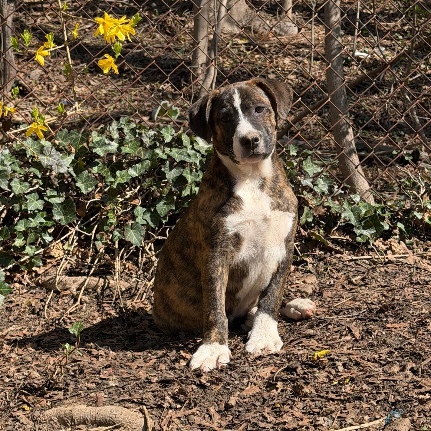 Corey, Adoptable, Young Male Boxer & Mixed Breed.
