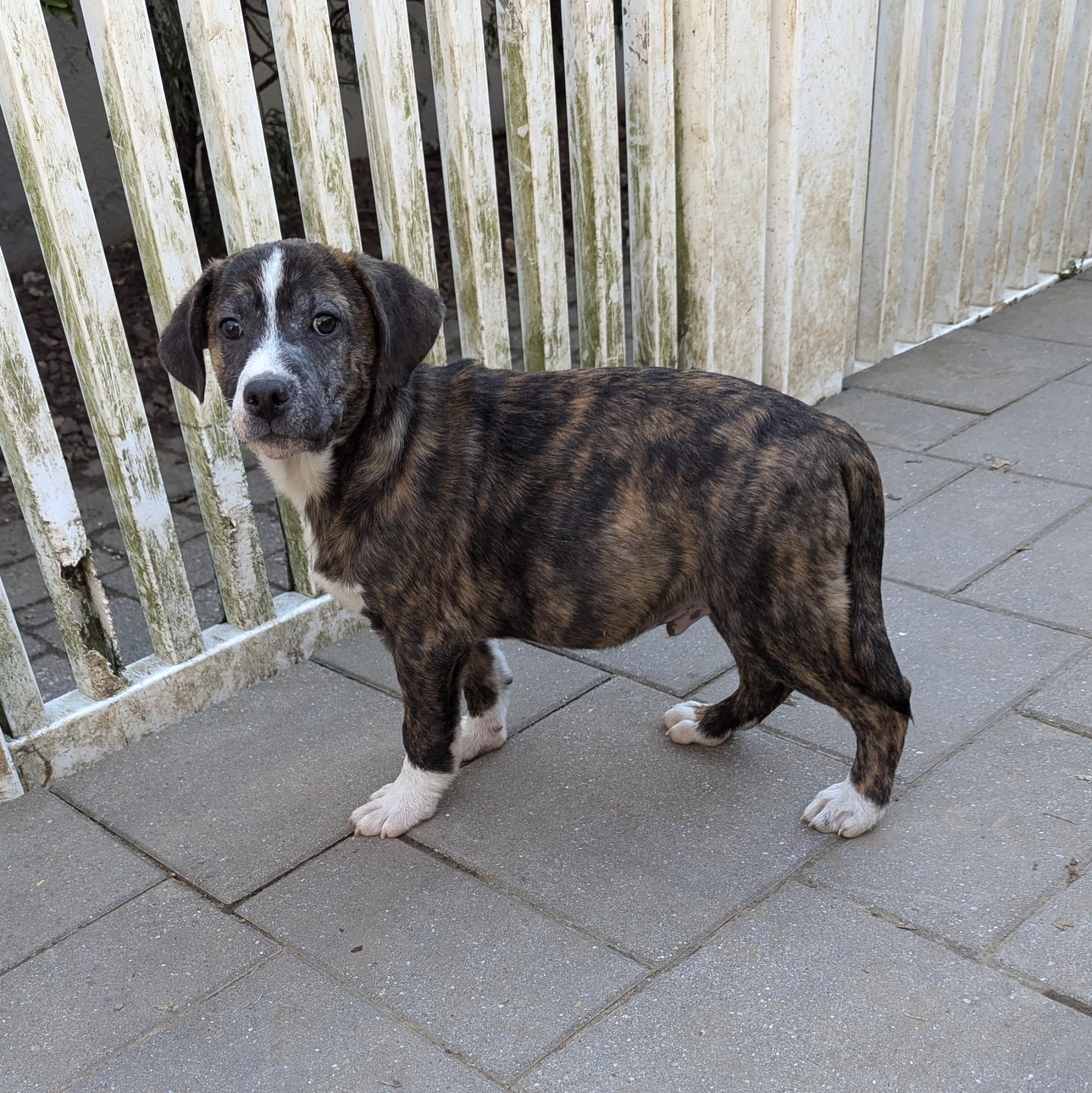 Enlarge Corey, a Adoptable mixed breed in Paramus, NJ image 2/6