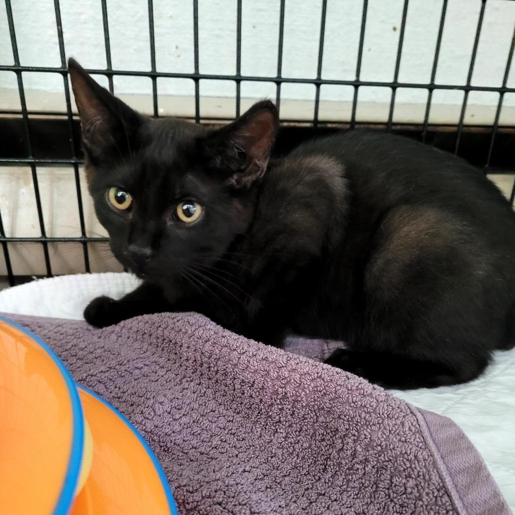 Bob, Adoptable, Kitten Male Domestic Short Hair.