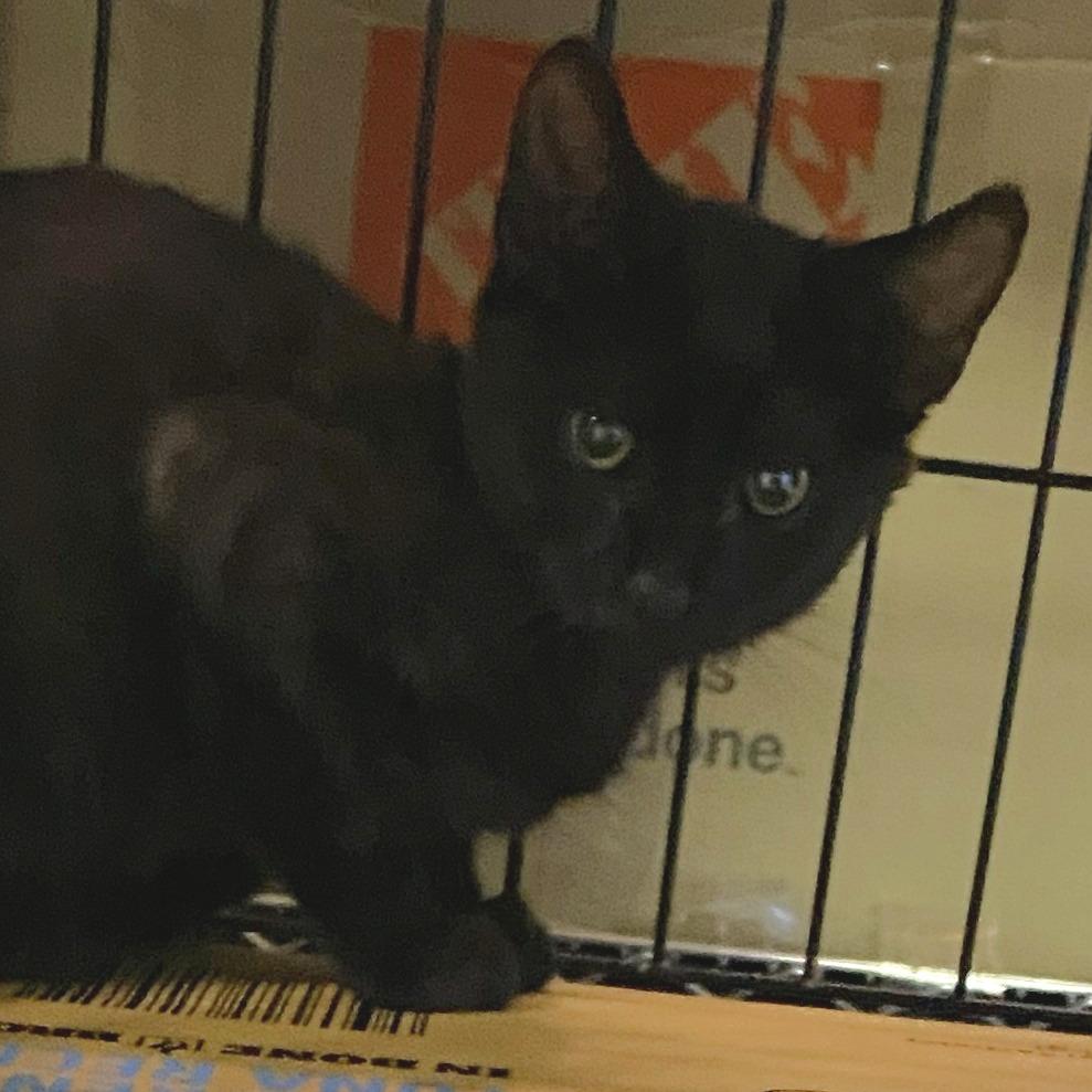 Bob, a Adoptable Domestic Short Hair in Allyn, WA image 2/2